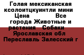Голая мексиканская ксолоитцкуинтли мини › Цена ­ 20 000 - Все города Животные и растения » Собаки   . Ярославская обл.,Переславль-Залесский г.